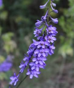 Fotografia da espécie Delphinium bolosii