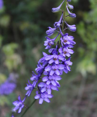 Fotografia de capa Delphinium bolosii - do Jardim Botânico