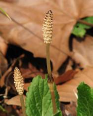 Fotografia da espécie Equisetum arvense