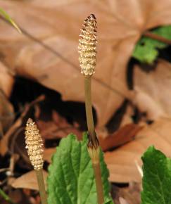 Fotografia da espécie Equisetum arvense