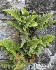 Fotografia da espécie Asplenium adiantum-nigrum var. corunnense