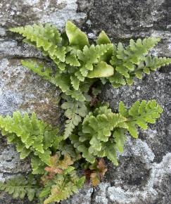 Fotografia da espécie Asplenium adiantum-nigrum