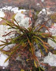 Fotografia da espécie Asplenium septentrionale