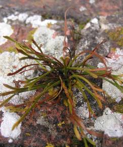 Fotografia da espécie Asplenium septentrionale