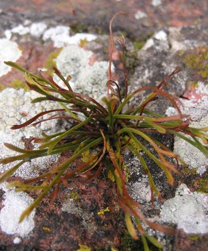 Fotografia de capa Asplenium septentrionale - do Jardim Botânico