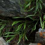 Fotografia 3 da espécie Asplenium septentrionale do Jardim Botânico UTAD