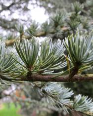 Fotografia da espécie Cedrus atlantica var. Glauca