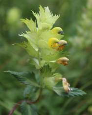 Fotografia da espécie Rhinanthus burnatii