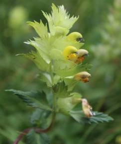 Fotografia da espécie Rhinanthus burnatii