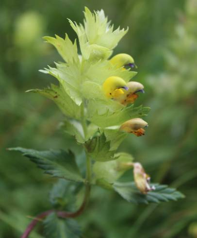 Fotografia de capa Rhinanthus burnatii - do Jardim Botânico