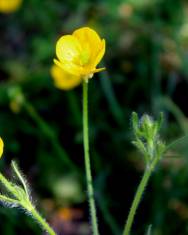 Fotografia da espécie Ranunculus nemorosus