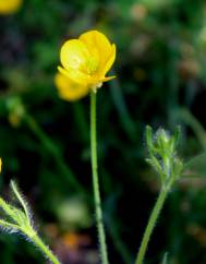 Ranunculus nemorosus