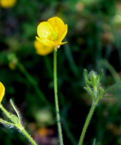 Fotografia da espécie Ranunculus nemorosus