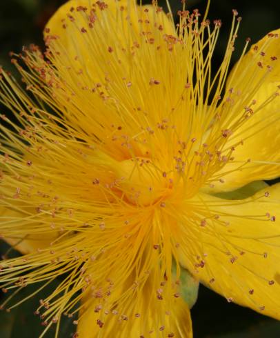 Fotografia de capa Hypericum calycinum - do Jardim Botânico