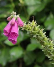 Fotografia da espécie Digitalis purpurea subesp. purpurea