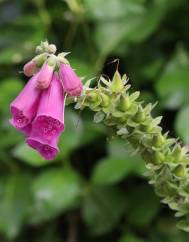 Digitalis purpurea subesp. purpurea