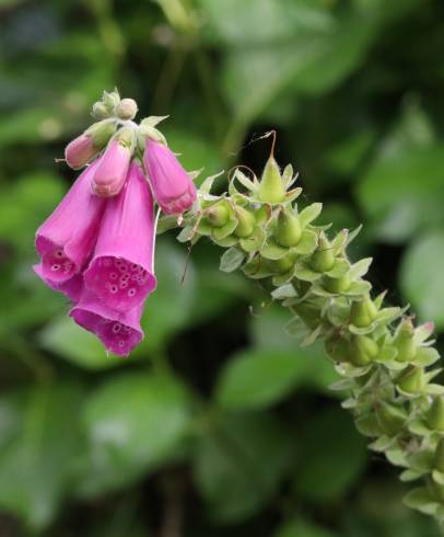 Fotografia de capa Digitalis purpurea subesp. purpurea - do Jardim Botânico