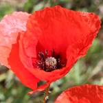 Fotografia 6 da espécie Papaver rhoeas do Jardim Botânico UTAD