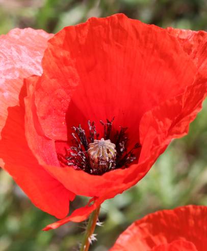 Fotografia de capa Papaver rhoeas - do Jardim Botânico