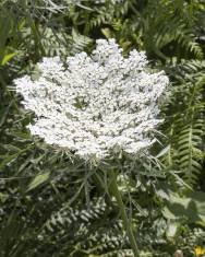 Fotografia da espécie Daucus carota subesp. carota