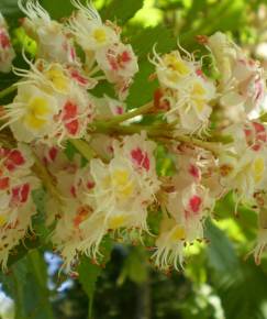 Fotografia da espécie Aesculus hippocastanum