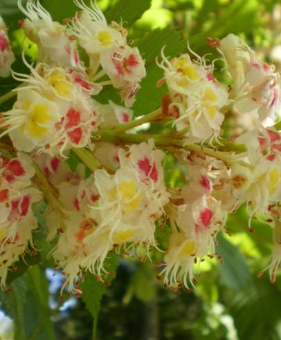 Fotografia de capa Aesculus hippocastanum - do Jardim Botânico