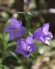 Fotografia da espécie Campanula persicifolia