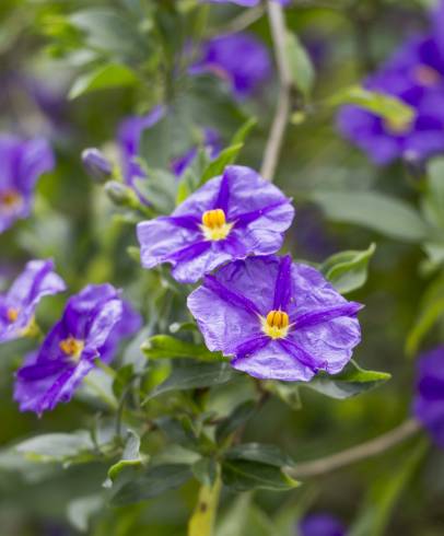 Fotografia de capa Lycianthes rantonnetii - do Jardim Botânico