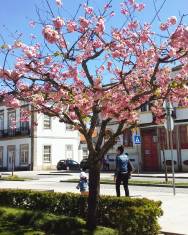 Fotografia da espécie Prunus serrulata