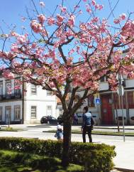 Prunus serrulata