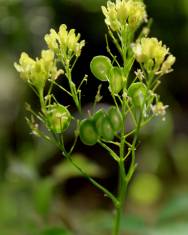 Fotografia da espécie Biscutella valentina subesp. valentina var. variegata