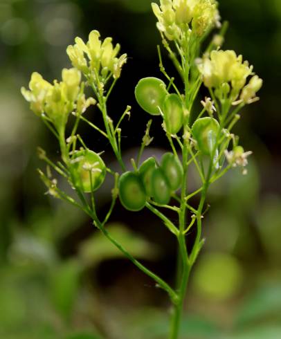 Fotografia de capa Biscutella valentina subesp. valentina var. variegata - do Jardim Botânico