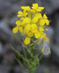 Fotografia da espécie Erysimum ruscinonense