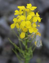 Erysimum ruscinonense