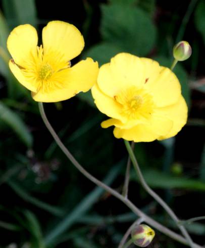 Fotografia de capa Ranunculus flammula - do Jardim Botânico