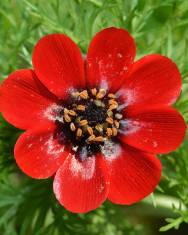 Fotografia da espécie Adonis annua