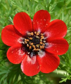 Fotografia da espécie Adonis annua