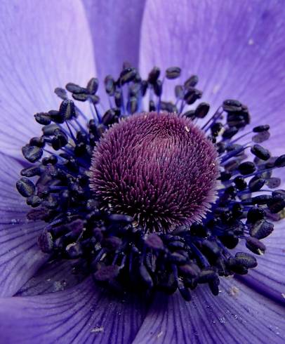 Fotografia de capa Anemone coronaria - do Jardim Botânico