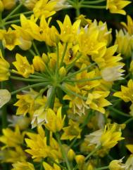 Allium scorzonerifolium