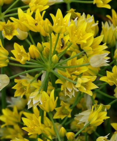 Fotografia de capa Allium scorzonerifolium - do Jardim Botânico