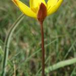 Fotografia 2 da espécie Tulipa sylvestris subesp. australis do Jardim Botânico UTAD