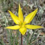 Fotografia 8 da espécie Tulipa sylvestris subesp. australis do Jardim Botânico UTAD