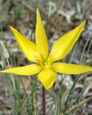 Fotografia da espécie Tulipa sylvestris subesp. australis