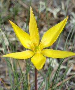 Fotografia da espécie Tulipa sylvestris