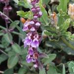 Fotografia 8 da espécie Teucrium salviastrum do Jardim Botânico UTAD