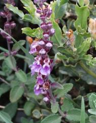 Teucrium salviastrum