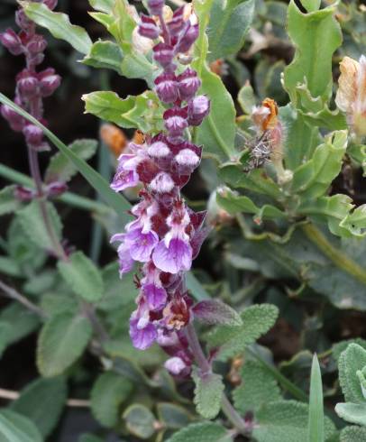 Fotografia de capa Teucrium salviastrum - do Jardim Botânico