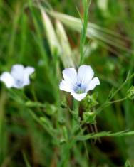 Fotografia da espécie Linum usitatissimum subesp. angustifolium