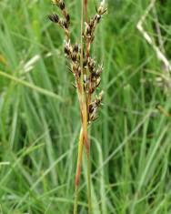 Fotografia da espécie Juncus squarrosus