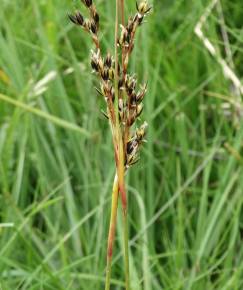 Fotografia da espécie Juncus squarrosus